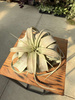 TILLANDSIA XEROGRAPHICA P12,5