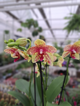 PHALENOPSIS MULTIFLORATYPES ANTHURA MORELIA P12