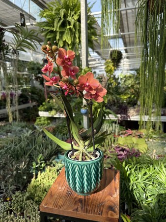 PHALENOPSIS ANTHURA BOLZANO P9
