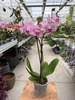 PHALENOPSIS LIMITED 02 P9