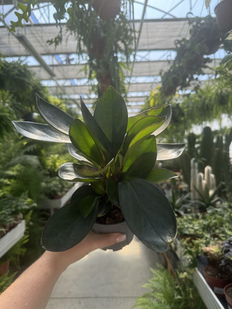 PEPEROMIA RED MARGIN P11