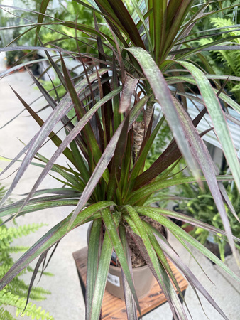 DRACENA MARGINATA MAGENTA P17