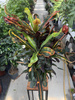 CROTON VARIEGATUM MAMMI P19