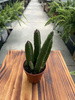 STAPELIA LEENDERTZIAE P5,5