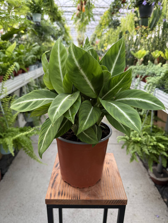 SPATHIPHYLLUM NEW P17
