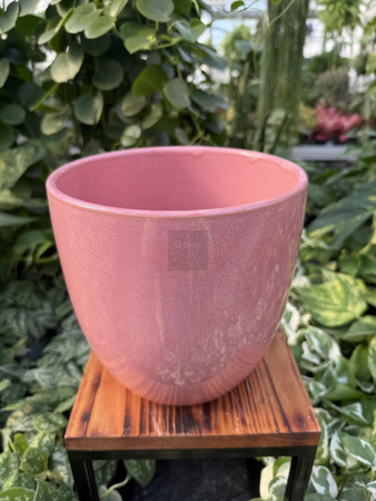 OSŁONKA PACIFIC RÓŻ P18