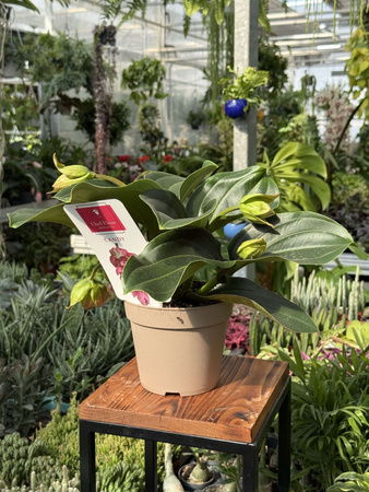 MEDINILLA 'CANDY' P14