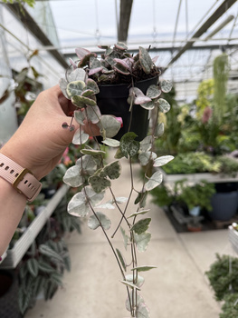 CEROPEGIA WOODI VARIEGATA P8,5