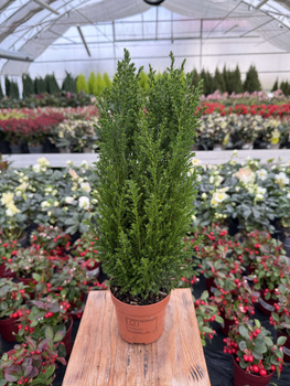 CYPRYSIK LAWSONA ELLWOODII P10