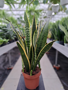 SANSEVIERIA LAURENTII P19