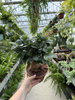 FICUS GINSENG P17