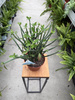 EUPHORBIA PHOSPHOREA P15