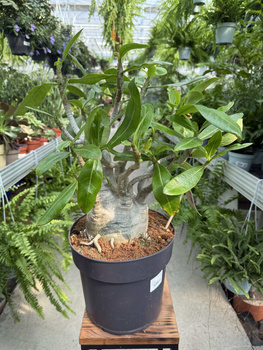 ADENIUM ARABICUM P24