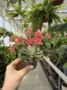 GRAPTOPETALUM BELLUM P6