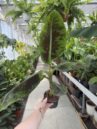 BANANOWIEC ACUMINATA ZEBRINA P12