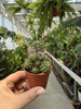 CHAMAECEREUS UBINK RED P5,5