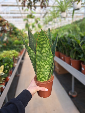 SANSEVERIA JAMAIQUINA QUEE P12