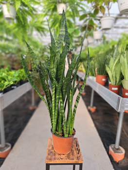 SANSEVIERIA ZEYLANICA P14