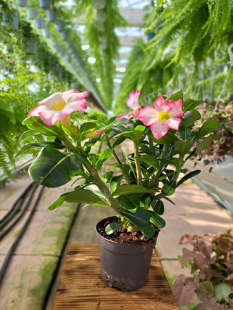 ADENIUM PINK STAR P13
