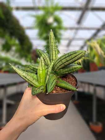 SANSEVIERIA CYLINDRICA INTI P12