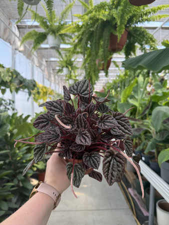 PEPEROMIA CAPERATA ROSEBURGUNDER P11