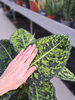DIEFFENBACHIA REFLECTOR P17