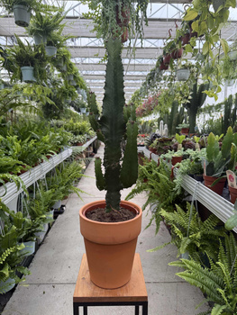 EUPHORBIA TRIGONA P18