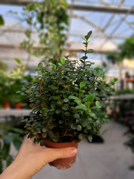 MYRSINE AFRICANA - MIRT P12