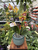 PHALENOPSIS LIMITED 10 P12
