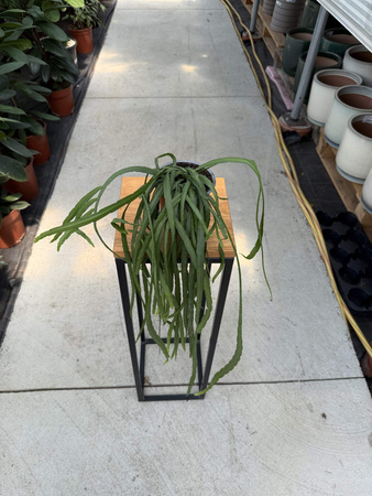 LEPISMIUM BOLIVIANUM P11