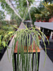 RHIPSALIS PARADOXA P15