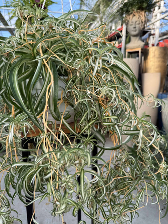 ZIELISTEK SKRĘCONY P20