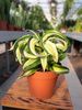 DRACENA MALAIKA P12