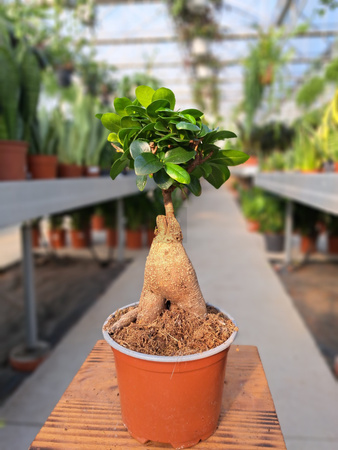 FICUS GINSENG P12