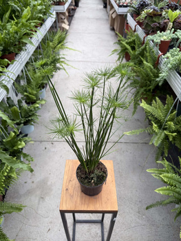 CYPERUS HASPAN P13