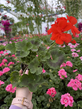 PELARGONIA STOJĄCA POMARAŃCZOWA ZESTAW 6 SZTUK