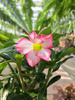 ADENIUM PINK STAR P13