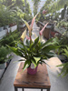 ANTHURIUM LILI PINK P9