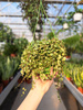PEPEROMIA PROSTRATA P14