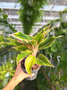 AGLAONEMA LIPSTICK PINK P12