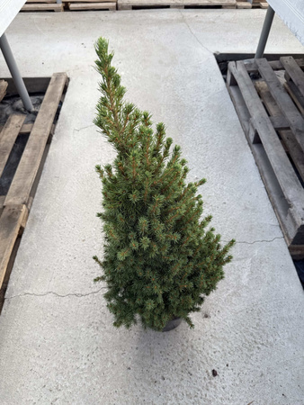 ŚWIERK BIAŁY CONICA P21