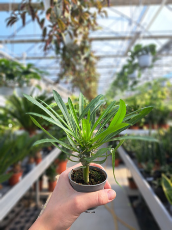 PACHYPODIUM LAMEREI  - PALMA MADAGASKARU P6