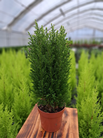 CYPRYSIK LAWSONA SNOW WHITE P11