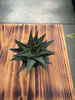 ALOE P5,5