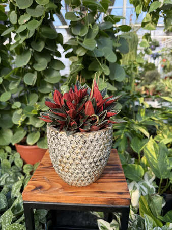 OSŁONKA ELVIRA OLD GOLD P14