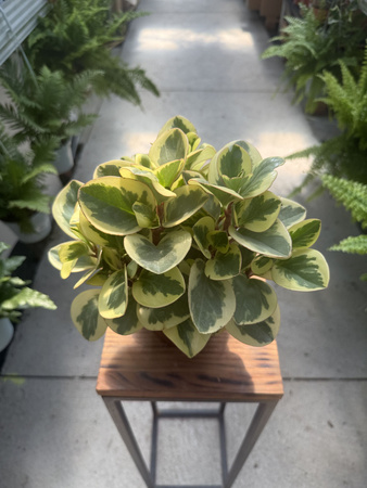 PEPEROMIA OBTIPAN BICOLOR P12