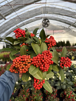 SKIMMIA TEMPTATION P15