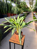 AGLAONEMA ZEBRA P12