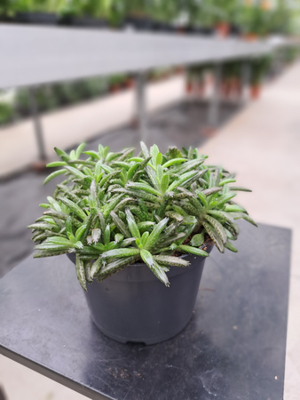 KALANCHOE MILLIONS TUBI P12