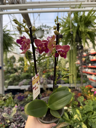 PHALENOPSIS LIMITED 03 P12